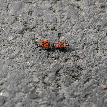 insect, policeman, red, black, opposite, fun, nature, bug, pyrrhocore, colorful