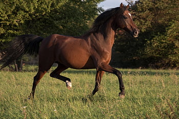 cavallo, in esecuzione, galoppo, cavallo in corsa, cavallo al galoppo, equino, mammifero, animale, giro, trotto, movimento