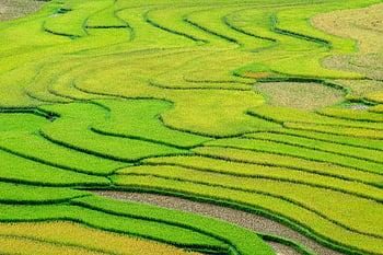 paddy Fields, rice Terraces, rice Fields, agriculture, north West, terraces, farm, farming, nature, landscape