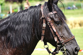 kůň, poník, hřívu, jezdecký, hnědý kůň, zvířat, savec, hospodařit, venkovské oblasti, Příroda, pastviny