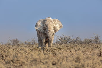 slon africký, slon, pachyderm, elephantidae, loxodonta africana, zvíře, safari, volně žijících živočichů, etosha národní park, savec, namibie