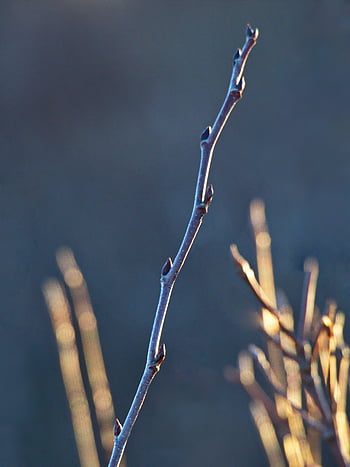 Baum, Ast, Natur, Knospe, frisch, natürlich, Jahreszeit, Frühling, Botanik, Flora, Wachstum
