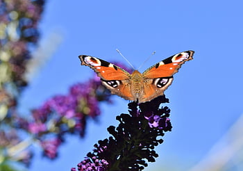 Pfauenauge, Schmetterling, Blumen Hintergrund, Blume, bestäuben, Blumentapete, Bestäubung, Insekt, geflügeltes Insekt, Schmetterlingsflügel, blühen