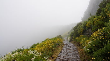 fog, flower Background, madeira, highest Mountain In Madeira, flower, rock, volcanic Rock, portugal, flower Wallpaper, landscape, path