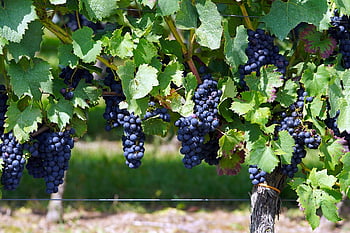 grapes, fruits, vine, grapevine, leaves, food, organic, plant, vineyard, winegrowing, viticulture