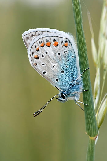 almindelig blå sommerfugl, polyommatus icarus, makro billede, Levende sommerfugl, hviler på græs, udendørs, nærbillede skudt, naturfotografering, insektfotografering, dyreliv fotografering, blå sommerfugl