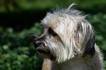 dog, pet, head, animal, nature, puppy, domestic Dog, canine, mammal, furry, cute