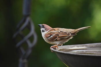 sparrow, bird, ornithology, songbird, species, fauna, animal, wildlife, nature