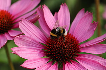 flower, bee, flower Background, bumblebee, pollination, beetle, bug, flower Wallpaper, pollinate, pollen, beautiful Flowers