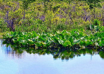 palude, acqua, cavolo, puzzola, zone umide, natura