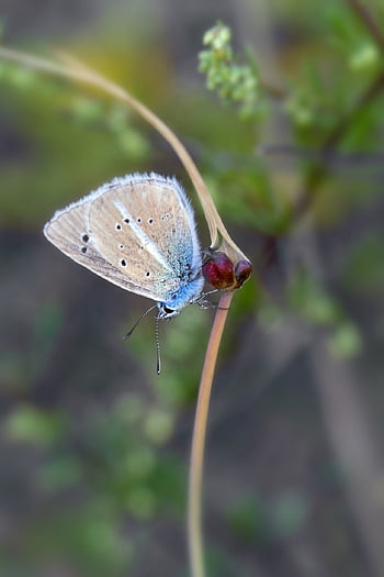 kupu-kupu, kupu-kupu biru, serangga, ngengat, hewan, ali, makro, keringanan, alam, keindahan, ilmu serangga