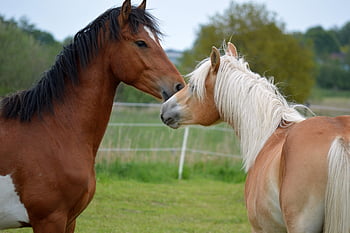 cavalli, animali, suonare cavalli, gioco, vita di campagna, amici, accoppiamento, prato, pascolo, giocare, affetto