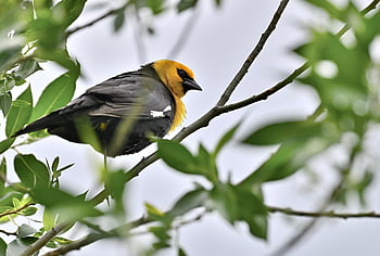 bird, yellow Headed Blackbird, wildlife, animal, ornithology, perched, nature