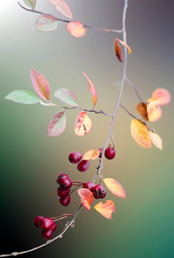 rose hofte, frugter, afdeling, bær, rose hep, rose haw, Kvist, blade, efterår, efterårsblade, efterår farver