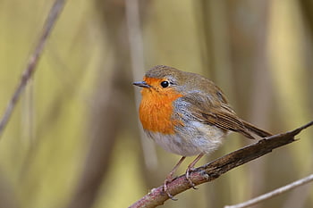 robin, songbird, winter, park, bird, nature, wildlife