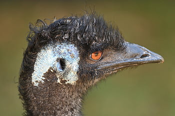 emu, uccello, animale, Auckland, natura, dromaius novaehollandiae, occhio, capo, zoo