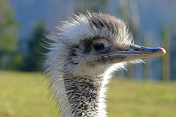 Strauß, Vogel, Tier, Kopf, Laufvogel, Tierwelt, Natur, schnellerer Vogel, großer Vogel