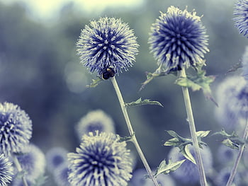 cardo, bellissimi fiori, blu, sfondo di fiori, fiore, Echinops, bannaticus, giardino, pianta, estate, autunno