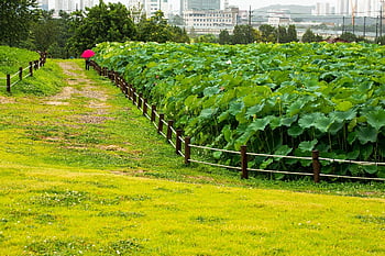 lotus, nature, park, foliage