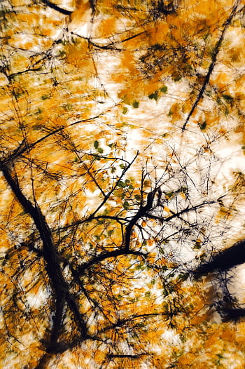 Herbst Baum, verschwommenes Zusammenfassung, Äste, Herbstblätter, Bewegungsunschärfe, Herbstsaison, Naturfotografie, Outdoor-Szene, saisonale Veränderung, Blattfarben, abstrakte Natur