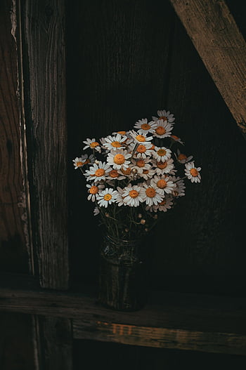 kamille, natur, smukke blomster, blomst tapet, blomst baggrund, buket, stilleben, blomster, vase, plante, dekoration