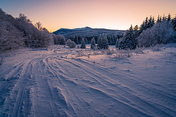 hó, mezők, fák, tűlevelűek, toboztermő fa, tűlevelű erdő, örökzöld, dér, hó mezők, gumiabroncs pályák, snowscape