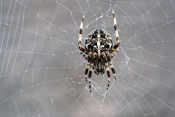 spider, web, agile, animal Body Part, animal Leg, animal Limb, arachnid, arachnophobia, araneus, araneus Diadematus, body