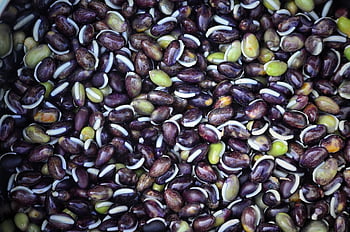 maize, food, seeds, beautiful, natural