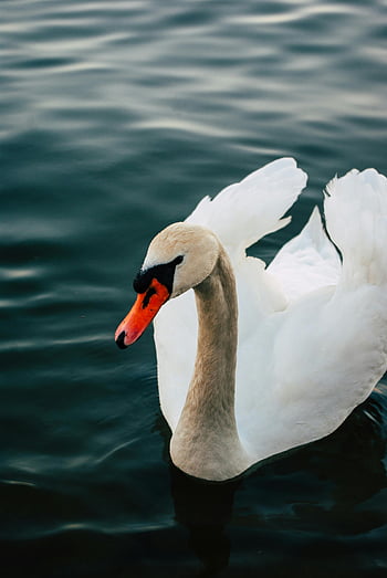 white swan, swimming swan, serene water, close-up swan, graceful swan, body of water, swan in water, white feathers, swan portrait, nature photography, wildlife photography