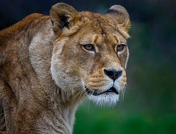 lion, lioness, barbary Lion, north African Lion, berber Lion, egyptian Lion, atlas Lion, feline, mammal, hunter, predator
