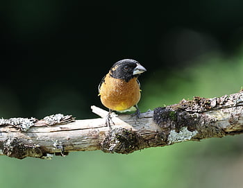 grosbeak, nature, bird, wildlife, plumage, avian, perched, outdoor, spring