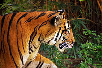 tigre, animale, zoo, grande gatto, strisce, felino, mammifero, natura, gatti selvatici, pericoloso, in via di estinzione