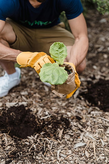 plantning, sætteplante, udendørs, bæredygtighed, vækst, havearbejde, miljøvenligt, miljø, bevarelse, ung plante, manuelt arbejde