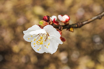 tree, flowers, beautiful Flowers, fruit, nature, spring, fruit Trees, petals, garden, flower Background, flower Wallpaper