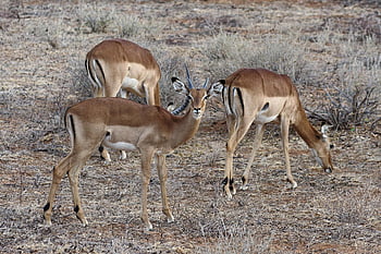 kenya, gazelles, grant's Gazelles, samburu, wildlife, animal, africa, nature