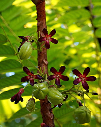averrhoa Bilimbi, flowers, bilimbi, nature, flora, beautiful Flowers, plant, flower Wallpaper, organic, fruits, flower Background