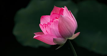 květ, květinové pozadí, lotus, květinové tapety, okvětní lístky, leknín, kvetoucí, rostlina, vodní rostliny, flóra, Příroda