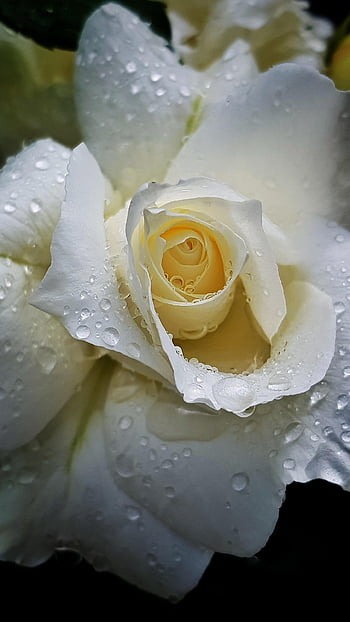 flower, garden, rose, bloom, blossom, petals, botany, wet