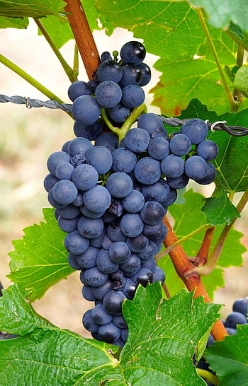 grapes, vine, grapevine, fruit, bunch, tree, branch, leaves, nature, foliage