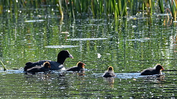 coot With Chicks, coot Chicks, ugly Chicks, coot, water Bird, waterfowl, lake, baby Coot, feather, plumage, chicks
