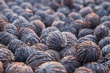 Nüsse, Nussbaum, östliche schwarze Walnuss, Ernte, organisch, gesund, Snack