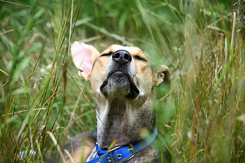short-coated tan dog, grass field, relaxed dog, enjoying outdoors, lush grass, blue collar, outdoor pet, nature scene, dog in grass, happy dog, natural setting