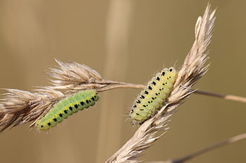 burnet, les larves, les chenilles, six places, papillon de nuit, insecte, la nature, fermer, macro