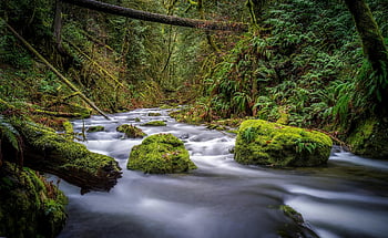 river, mossy stones, forest stream, lush greenery, serene landscape, fall scenery, flowing water, moss-covered rocks, natural beauty, woodland scene, autumn forest