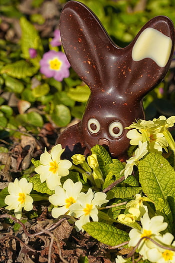 easter Bunny, chocolate, flower Wallpaper, holiday, decoration, easter, flower Background, beautiful Flowers, nature, rabbit, meadow