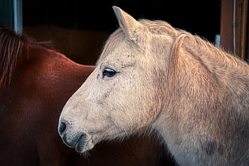 paard, dier, zoogdier, paarden, mal, paardenkop, neusgat, boerderijdier, natuur, dierenportret, detailopname