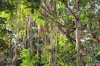 sausage Tree, kigelia, gran Canaria, africa, exotic, tropical, flora, tree, fruit