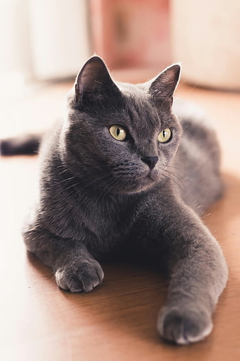 Russian Blue Cat, close-up photo, gray domestic cat, lying down, wooden floor, resting comfortably, gazing curiously, charming cat, pet photography, indoor cat, animal portrait