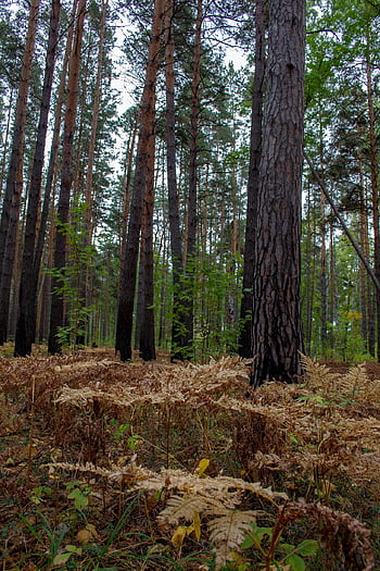 forest, trees, undergrowth, tree Trunks, woods, forest Ground, plants, autumn, fall, nature, flora