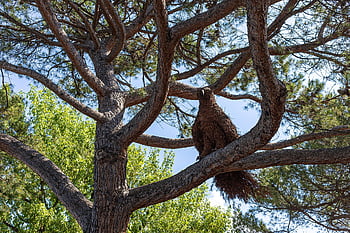 montreux, switzerland, lake Geneva, tree, art, bird